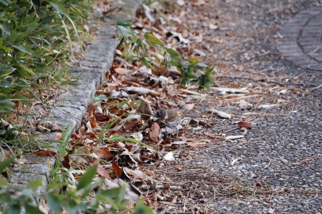 落ち葉を散らかしているのは誰？ - 兵庫県立人と自然の博物館（ひとは